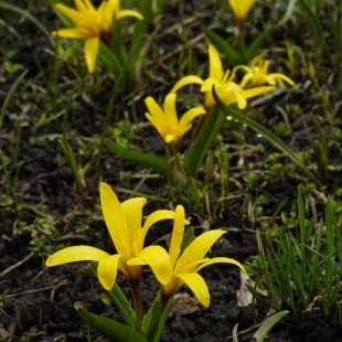 Colchicum luteum